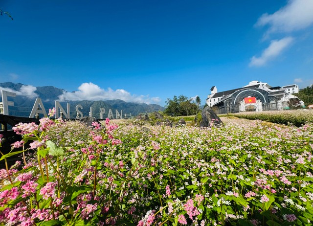 Hoa tam giác mạch nở rộ ở Sun World Fansipan Legend.