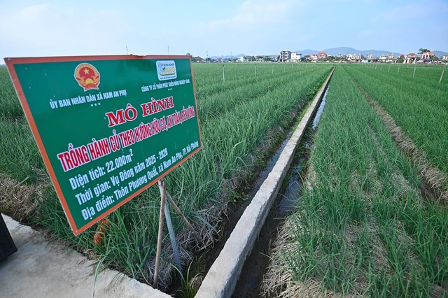 Mô hình trồng hành củ theo hướng hữu cơ, an toàn, bền vững tại xã Nam An Phụ, TP. Hải Phòng.