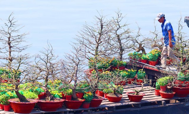 Giá hoa mai năm nay nhìn chung ổn định so với năm trước.