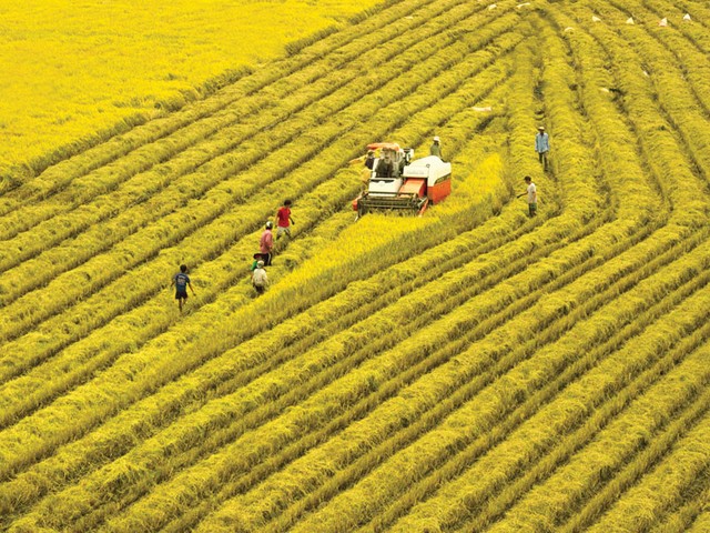 Thu hoạch lúa ở tỉnh An Giang.