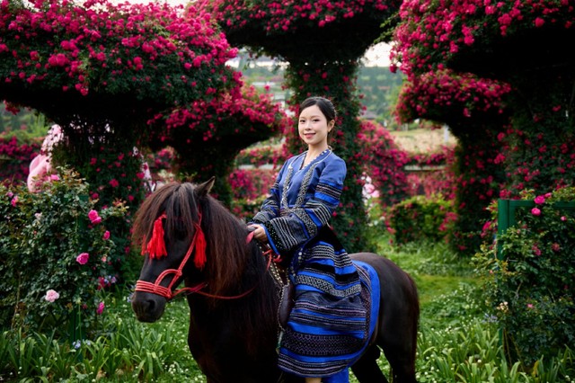 Hàng triệu bông hồng nở rộ chờ đón du khách tại Sun World Fansipan Legend