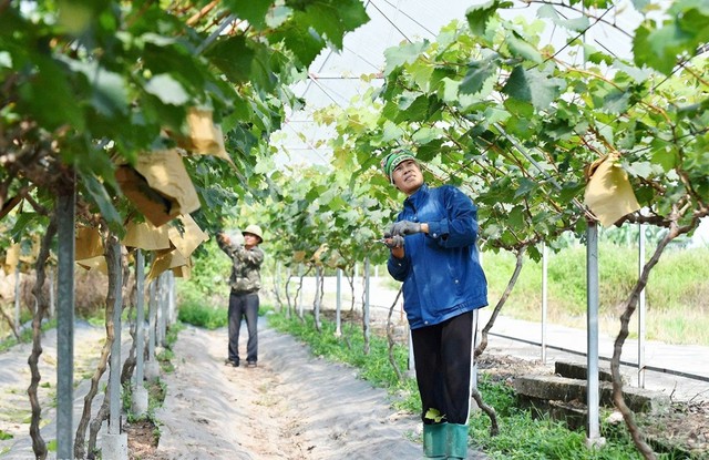 Mô hình trồng nho Hàn Quốc tại phường Bắc An Phụ đem lại hiệu quả kinh tế. Ảnh: Trung Kiên Mô hình trồng nho Hàn Quốc tại phường Bắc An Phụ đem lại hiệu quả kinh tế. Ảnh: Trung Kiên