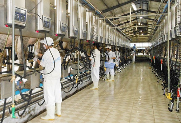 Những điều đọng lại sau đợt thoái vốn Vinamilk ảnh 1