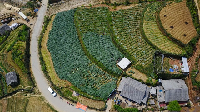 Nụ cười mùa cắt lá Actiso ảnh 6