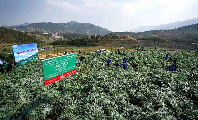 Nụ cười mùa cắt lá Actiso ảnh 5