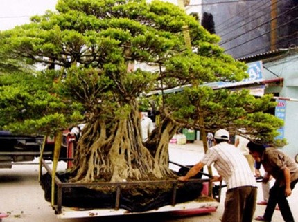 6 thú “đốt tiền” kinh điển của các đại gia Việt ảnh 6