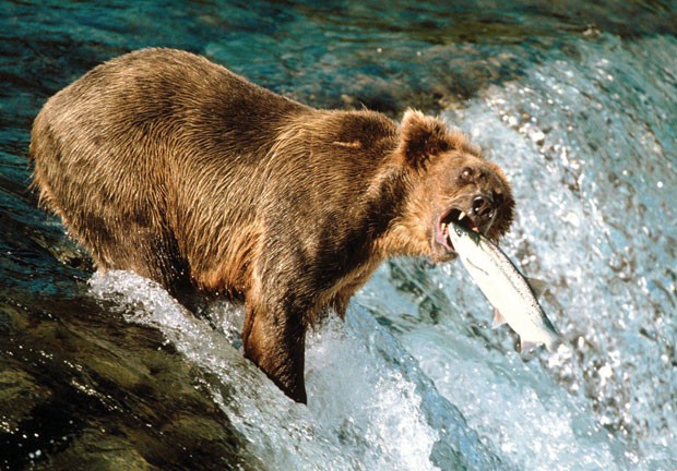 Cá hồi… ảnh 1