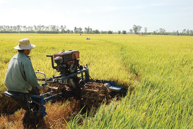 Lùi thí điểm bảo hiểm nông nghiệp đến hết tháng 6/2014 ảnh 1