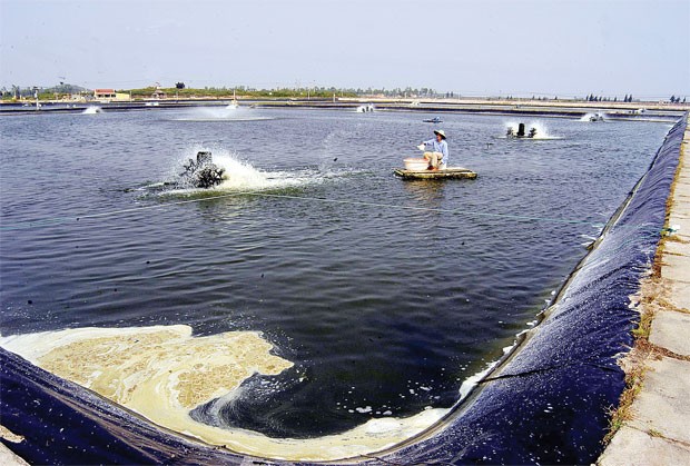 Nhìn sớm kết quả thí điểm BH nông nghiệp ảnh 1