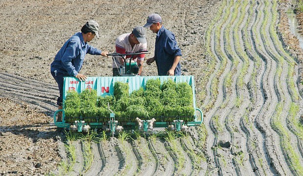 Bảo hiểm vi mô: không thể nóng vội ảnh 1