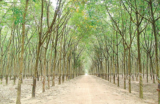 Bầu Đức: "99,99% cáo buộc của Global Witness là sai" ảnh 1