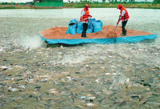 Bảo hiểm nông nghiệp: Làm đến đâu phải chắc đến đó ảnh 2