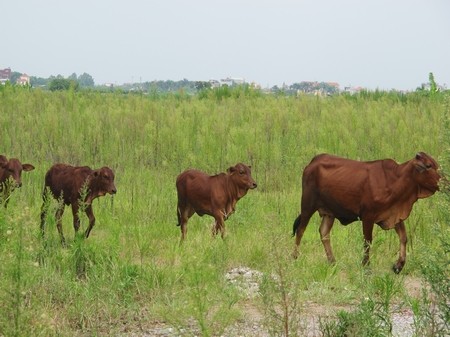 Choáng với cảnh hoang vu "siêu đô thị" Mê Linh ảnh 5