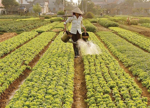 Quỹ tín dụng phát huy vai trò cấp vốn nhỏ tốt hơn ngân hàng ảnh 1