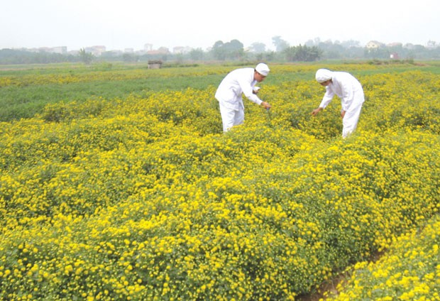 TRA và chiến lược M&A thân thiện ảnh 1