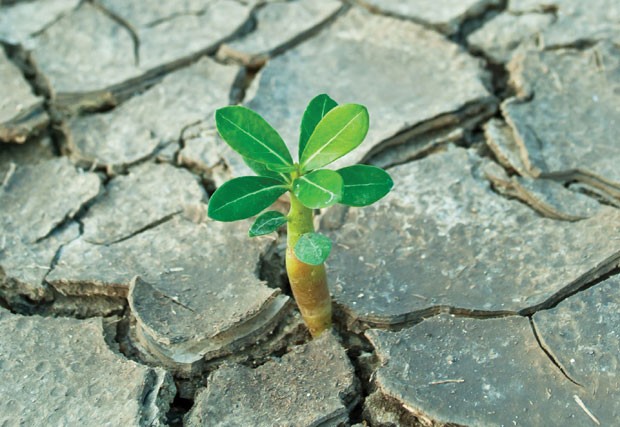 Những bàn tay trong gian khó ảnh 5 Những bàn tay trong gian khó ảnh 5