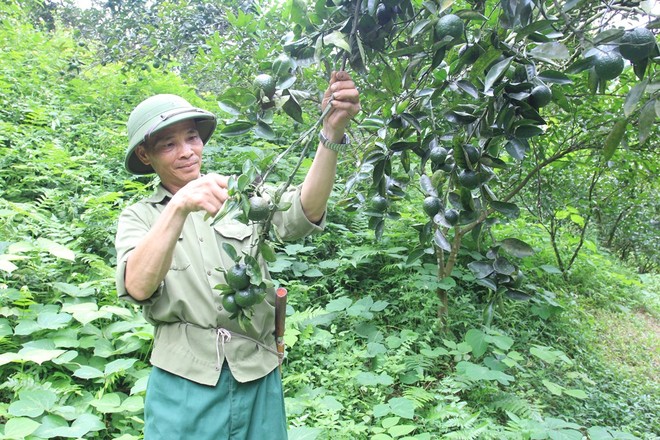 Vườn cam giúp gia đình ông Lưu Chấn Thụ (Bắc Kạn có thu nhập hàng tỷ đồng mỗi năm