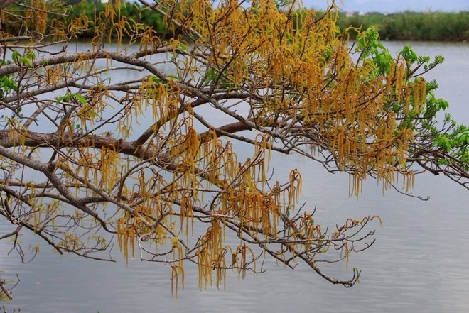 Rừng ngập mặn Rú Chá lúc trổ bông ảnh 4