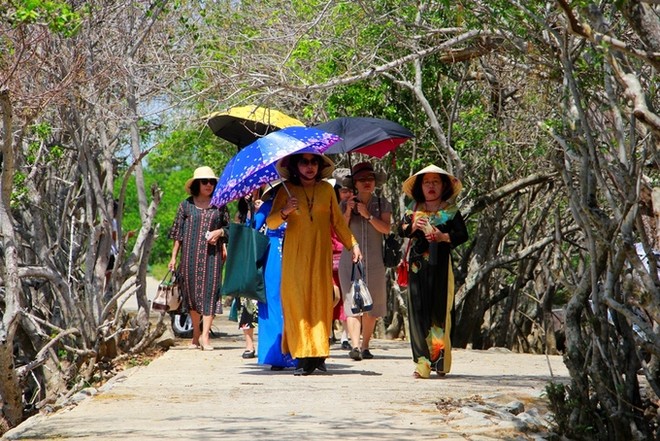 Rừng ngập mặn Rú Chá lúc trổ bông ảnh 5