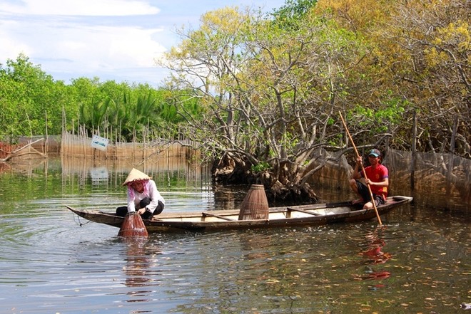 Rừng ngập mặn Rú Chá lúc trổ bông ảnh 8
