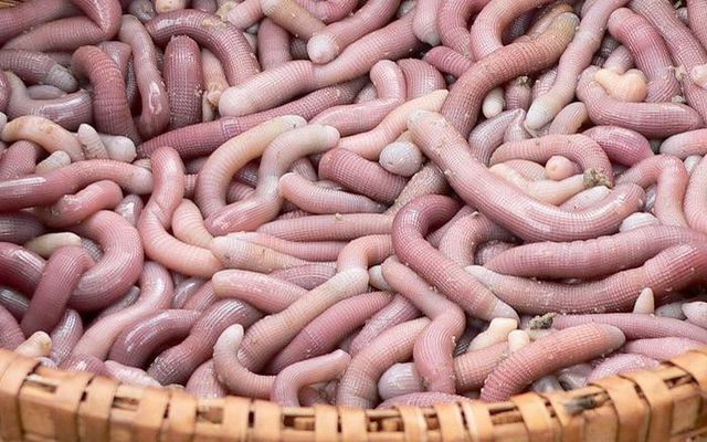 Những đặc sản Việt được ví như “thần dược” dành cho phái mạnh ảnh 4