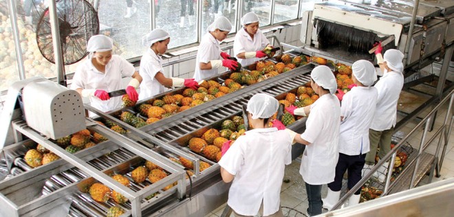 Hiệu quả giảm, chậm lên sàn: Cổ đông lớn Vegetexco làm ngơ?