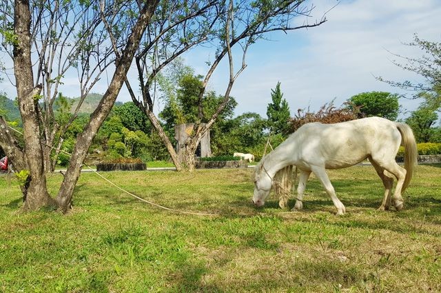 Ngắm đàn “bạch mã” gặm cỏ trong vườn đào đẹp như tranh ở Khánh Hòa ảnh 2
