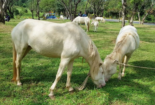 Ngắm đàn “bạch mã” gặm cỏ trong vườn đào đẹp như tranh ở Khánh Hòa ảnh 4