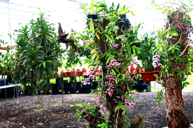 Chiêm ngưỡng 70 loài lan quý tại Hội quán hoa lan Mê Linh ảnh 1