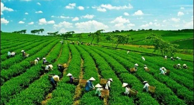 Nông nghiệp xanh Hưng Việt chào sàn HNX