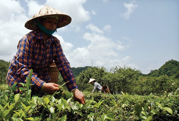 Nhóm PPP về chè đã đầu tư để đào tạo và liên kết mô hình sản xuất với hơn 23.000 nông dâ