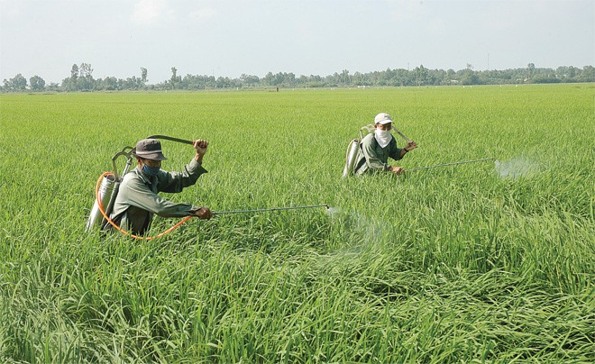 Tỷ lệ bồi thường bảo hiểm nông nghiệp lên tới 178,1%