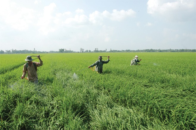 Tính đến 30/9/2014, dư nợ cho vay nông nghiệp nông thôn tại vùng đồng bằng sông Cửu Long đạt khoảng 160.000 tỷ đồng