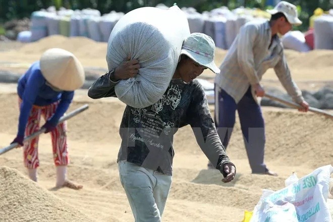 Thu mua lúa tươi của nông dân về phơi tại xã Vĩnh Thuận Tây, huyện Vị Thủy, tỉnh Hậu Giang. (Ảnh: Duy khương/TTXVN)