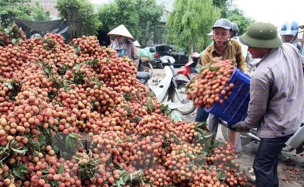 Tập kết, vận chuyển vải đi tiêu thụ ở huyện Thanh Hà (Hải Dương). Ảnh: Đình Huệ/TTXVN