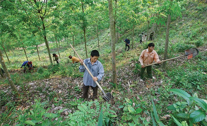 Lao động cũng là vấn đề đáng quan tâm của các DN cao su hiện nay