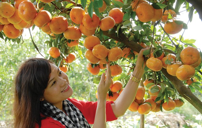 Nông nghiệp, nông thôn được xác định tiếp tục là “cứ điểm” trọng yếu của Agribank
