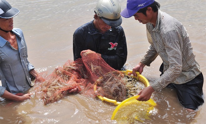 “Vua tôm” kêu cứu cho ngành tôm