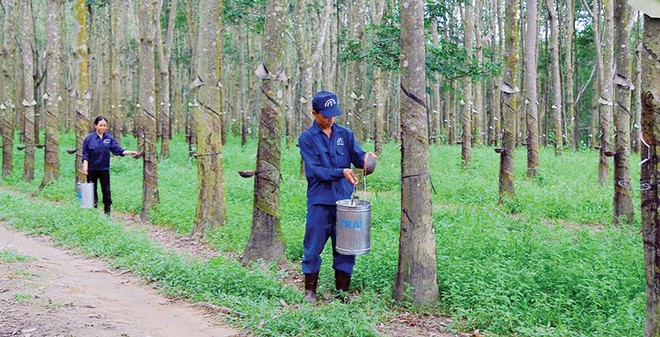 Tại Campuchia, VRG đã đưa vào khai thác ban đầu 367 héc-ta cao su và chuẩn bị khai thác đại trà trên các vùng dự án