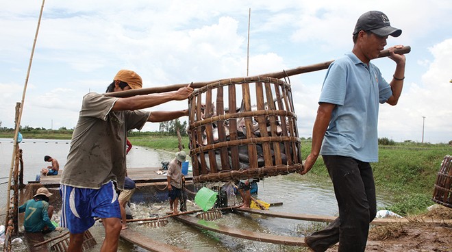 Các nhà bảo hiểm hiện đang gặp nhiều khó khăn trong việc kiểm soát quy trình nuôi trồng thủy sản