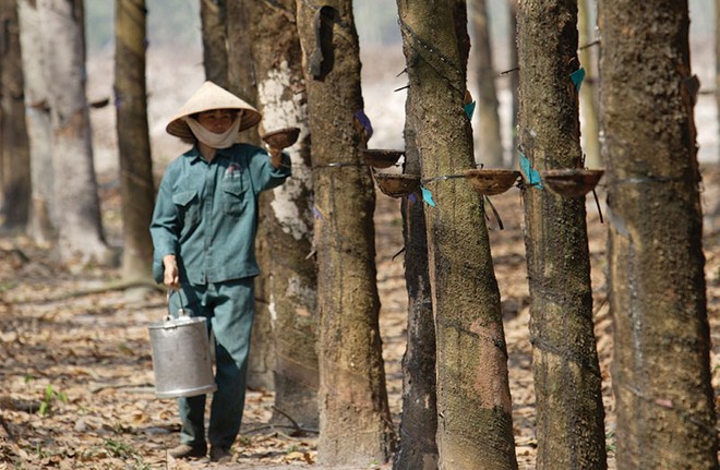 Dù tăng mạnh trong thời gian gần đây, nhưng giá cổ phiếu cao su vẫn còn nhiều rủi ro lớn phải đối mặt