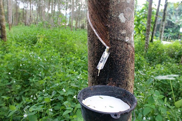 Cao su tự nhiên đã qua thời gian khó