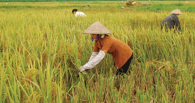 Bảo hiểm nông nghiệp khó thành công nếu như Nhà nước không đứng ra hỗ trợ