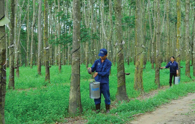 Tập đoàn Cao su ghi nhận lãi tốt trước cổ phần hóa