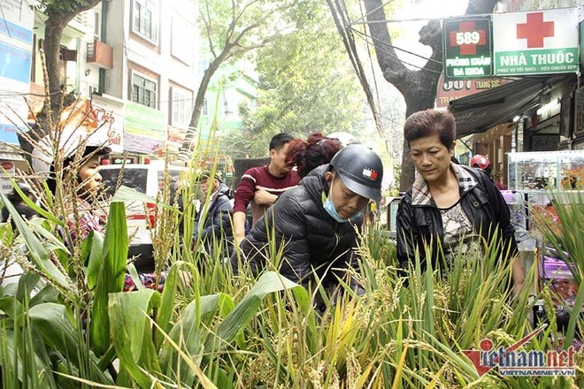 Loại lúa được dùng làm cảnh là lúa nếp cái hoa vàng và lúa tẻ lấy từ Hải Hậu (Nam Định), hương thơm, hạt to đều và màu vàng óng bắt mắt