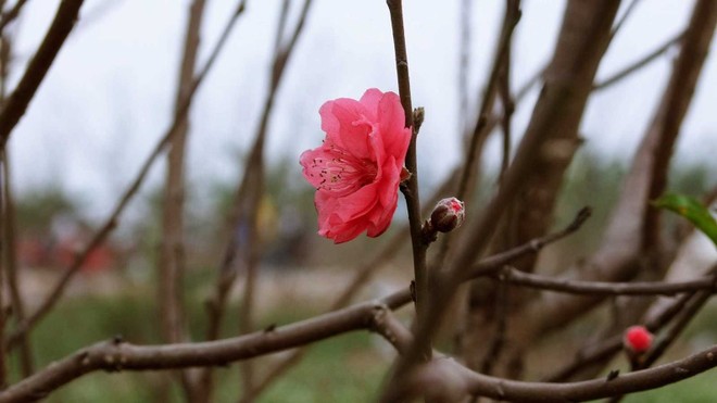 10 loại cây cảnh  mang tài lộc vào nhà ngày Tết