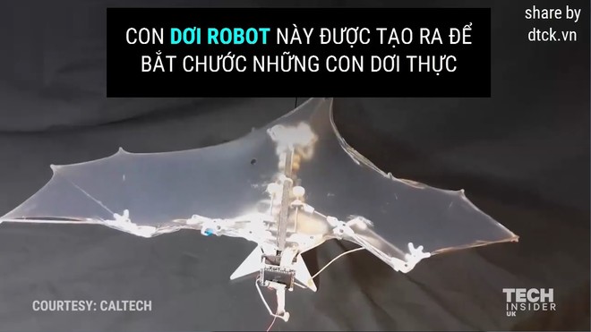 Dơi robot bay như dơi thật