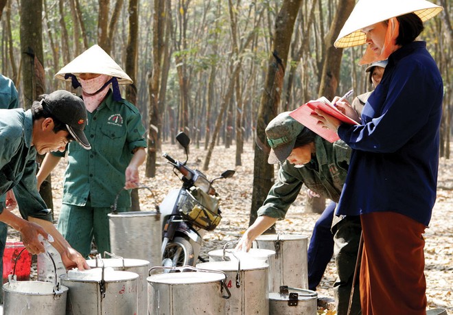 Cổ phần hóa Vinafood2, Tập đoàn Cao su trong năm nay