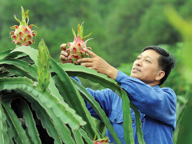 Lập kỷ lục xuất khẩu tỷ đô, rau quả vẫn lo thị trường