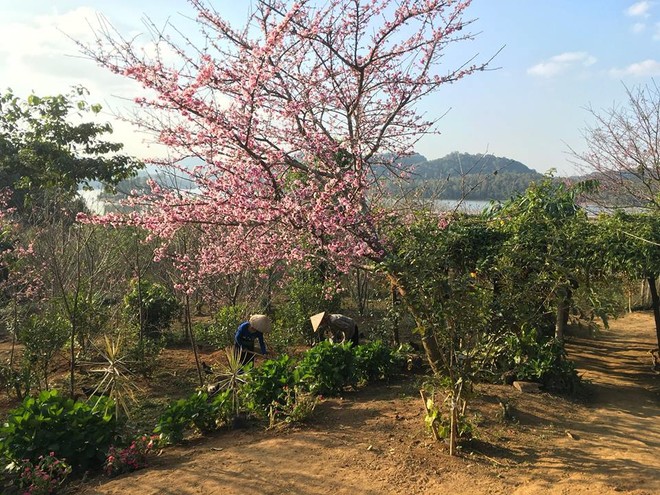 Vườn Anh Đào của Công ty cổ phần Hoa Anh Đào Trần Lệ trên Đảo Đào Hoa, Mường Phăng, Điện Biên